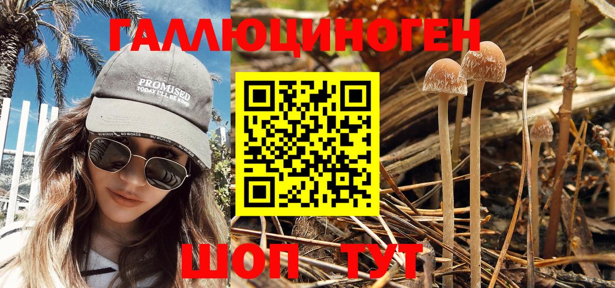 Псилоцибиновые грибы Psilocybe  Галлюциногенные грибы мицелий  Сальск  Вход с VPN 